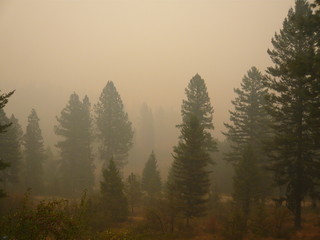 Pine and fir trees in thick brown wildfire smoke