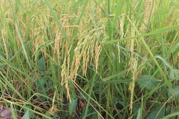 grass in the field