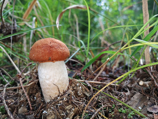 small orange Birch Bolete, Leccinum versipelle, mushroom in forest, grass background