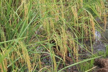 grass in the field