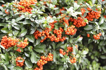Autumn. Decorative boxwood bushes with beautiful red berries grow in the park.