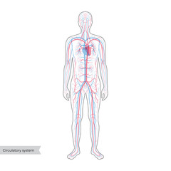 circulatory system anatomy