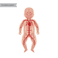 circulatory system anatomy