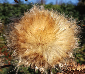 close up of dried artichoke flower head