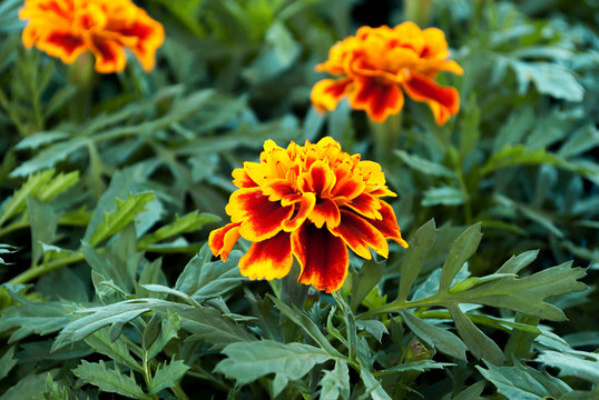 Garofano Photos Royalty Free Images Graphics Vectors Videos Adobe Stock