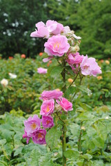 Pink flowers in garden