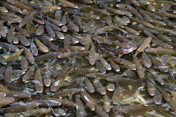 Group of trout