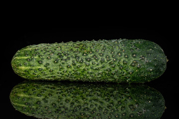 One whole fresh pickling cucumber isolated on black glass