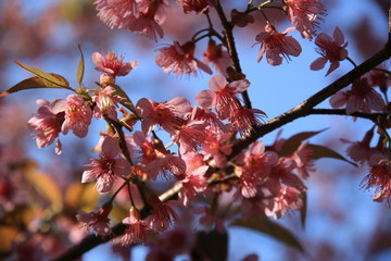 The tree with pink flowers resembles sakura in autumn and focus close up on flower.
