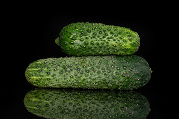 Group of two whole warty fresh pickling cucumber isolated on black glass