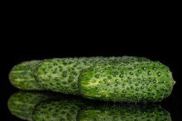 Group of three whole fresh pickling cucumber in row isolated on black glass