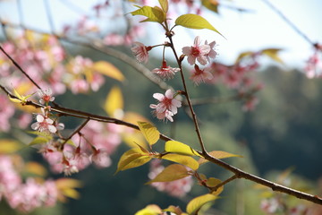 The tree with pink flowers resembles sakura in autumn and focus close up on flower.