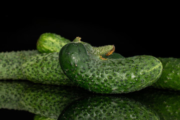 Lot of whole siamese fresh pickling cucumber isolated on black glass
