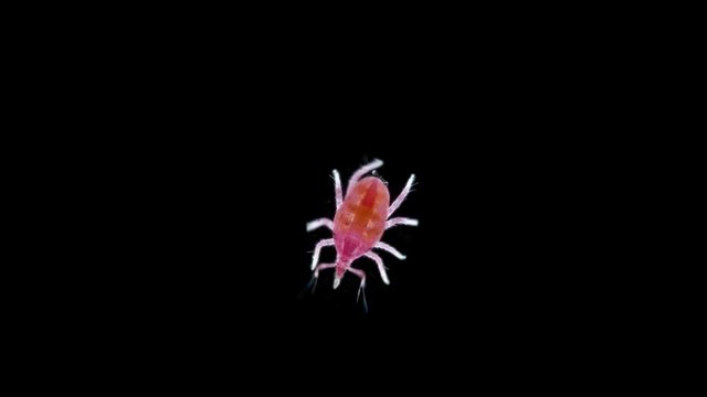 microscopic predatory mite, Bdellidae family, Prostigmata order, Acariform ticks superorder, lives in forest litter, moss, under stones, shrubs and trees, nests of birds and mammals, feed on small