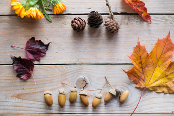 Autumn background with dry leaves, cones, acorns