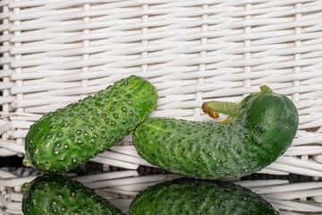 Group of two whole fresh pickling cucumber one siamese with braided rattan behind