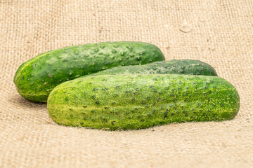 Group of three whole fresh green pickling cucumber on jute cloth