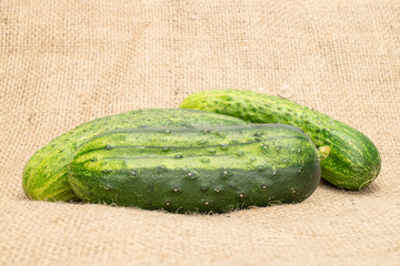 Group of three whole fresh green pickling cucumber on jute cloth