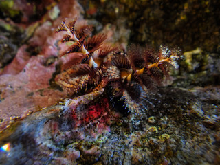 Christmas Tree of the ocean