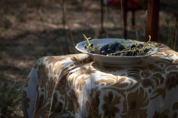 Close-up a plate with branch with wild blue grapes, selective focus