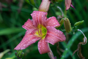 Beautiful flowers of pink daylilies bloomed in the city garden.