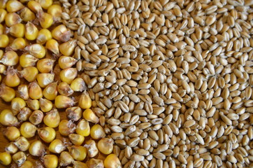 Textures and backgrounds. In the photo there is a grain of wheat and corn.