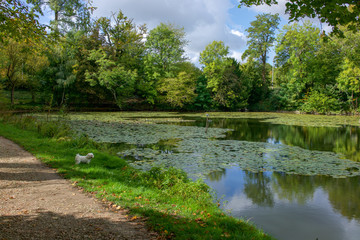 Les étangs de Corot