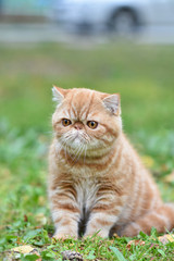 Naklejka na ściany i meble Red striped exotic cat with a leash walking in the yard. Young cute Persian cat in harness sitting on the lawn.