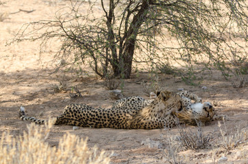 Guépard, cheetah, Acinonyx jubatus, Parc national du Kalahari, Afrique du Sud