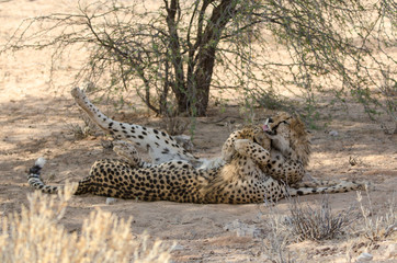 Guépard, cheetah, Acinonyx jubatus, Parc national du Kalahari, Afrique du Sud