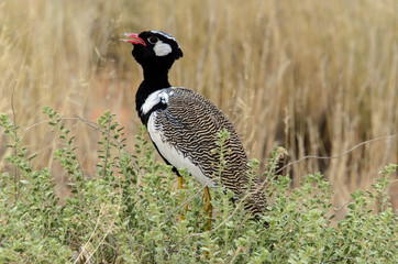 Outarde à miroir blanc, male, .Afrotis afraoides, Northern Black Korhaan, Afrique du Sud