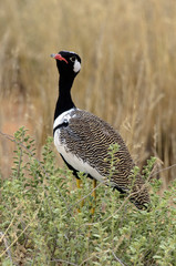 Outarde à miroir blanc, male, .Afrotis afraoides, Northern Black Korhaan, Afrique du Sud