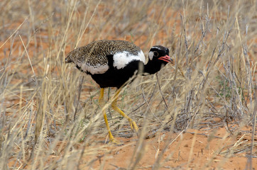 Outarde à miroir blanc, male, .Afrotis afraoides, Northern Black Korhaan, Afrique du Sud