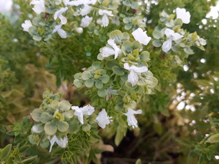 white flowers of a tree in spring