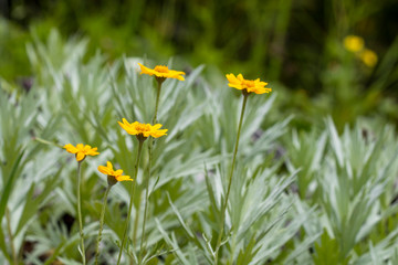 Oregon sunshine plant on Iron Mountain Trail in the Oregon Cascade Mountains.