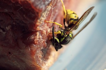 close up of a meat eating wasp