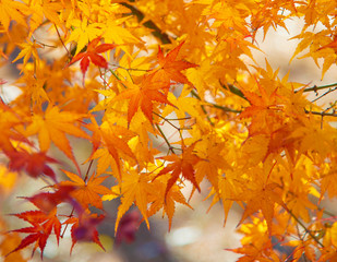 Autumn Colors in Tokyo, Japan, Beautiful autumn maple leaves in sunlight. Autumn forest natural landscape.