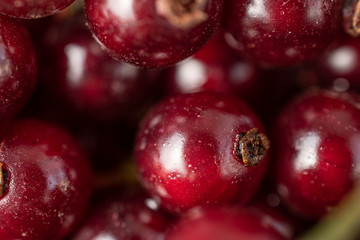 Lot of whole fresh dark redcurrant macro isolated