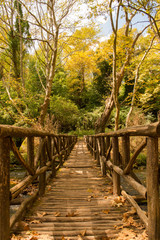 Obraz premium wooden bridge in the forest