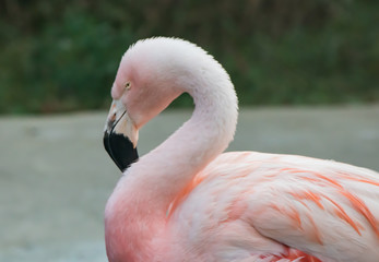 pastel color flamingo with reflection