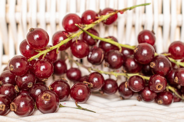 Lot of whole fresh dark redcurrant with braided rattan behind