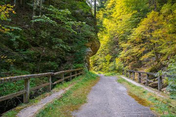 Landscape of forest in Cheile Tişiţei, Romania