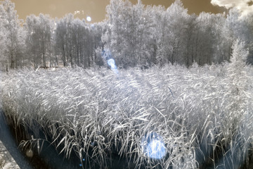 infrared photo, white trees amazing nature lake with reflection and beautiful clouds, Infrared...