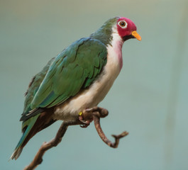 portrait of green bird with pink face 