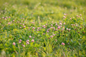 Fototapeta premium Clover Flowers in the field background. Blooming medicinal wild herb. Group of clover inflorescence in the meadow.