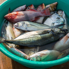 Ocean fish in bucket