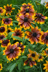 Yellow gailardia flowers in a city garden.