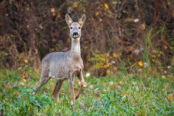 Roe deer, capreolus capreolus, doe in autumn moving forward with leg in the air. Wild mammal passing cautiously in wilderness