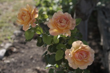 Rosas anaranjadas