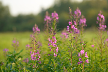 Pink flowers of fireweed (Epilobium or Chamerion angustifolium) in bloom. Flowering willow-herb or blooming sally.